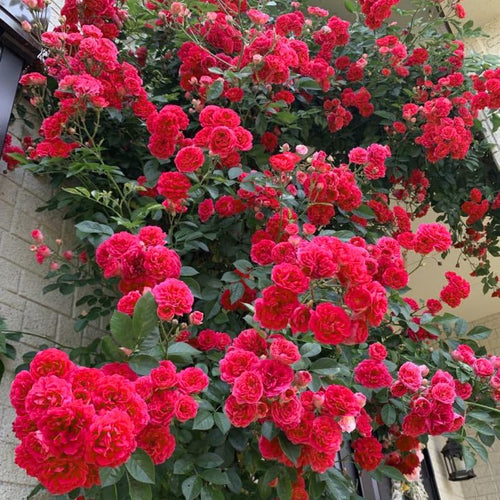 Red Roses Live Plants 7 Months Old, Rose Bushes Ready to Plant 5-9" Tall, Very Fragrant, Can Grow As Climber or Bush Tree or Trellises, Walls, Fences