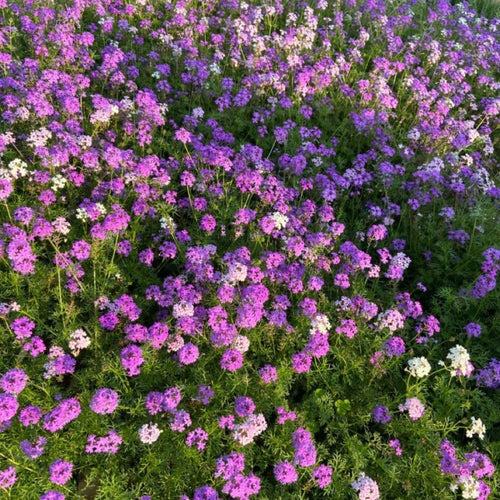 3750 Moss Verbena Seeds, Purple Flower Seeds for Garden Planting