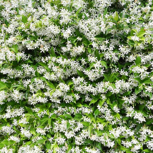 2 Jasmine Plants Live, Snow Jasmine Tree Live Plant Plugs Size, Fragrant White Flower, 2-3 Inches in Tall, No Pot, Fast-Growing
