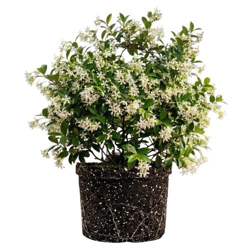 Live Star Jasmine Vine, Fragrant Flower Plant, 3 Inch Pot, Well Rooted for Indoor or Outdoor Growing