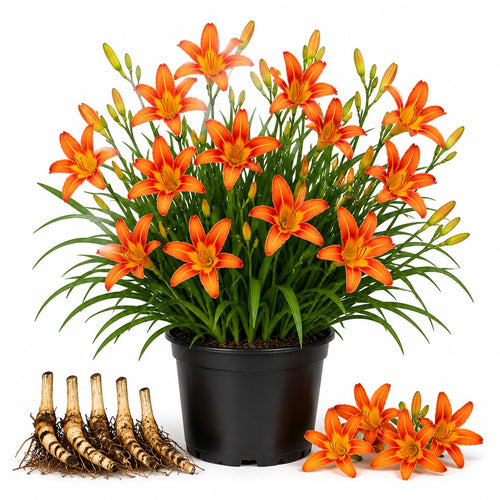 3 Wild Orange Daylily Bulbs for Planting, Reblooming Daylilies Roots, Hardy Perennial Flowers Bulbs, Gardens and Borders Planting
