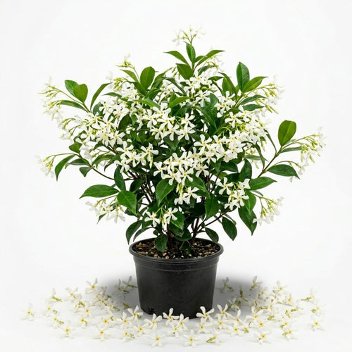 Green Star Jasmine Live Plant, Fragrant Flowering Jasmine in 3'' Pot, 8-10 Inches Tall, Flowering Vine Plant for Outdoor Garden