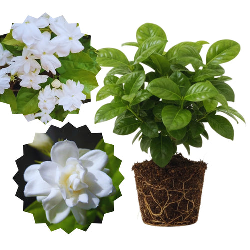 3 Maid of Orlean Jasmine Plants Live, Live Jasmine Plants, Sambac Jasmine Live Plants, 4 to 6 Inc Long, Jasmine Live Plants for Grow Garden