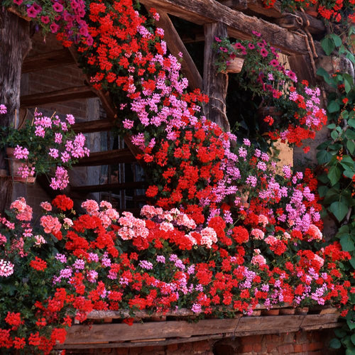 3 Geranium Plants Live, Live Geraniums Live Plant, Mix Geranium Flower Plants Indoor Outdoor, 5 to 7 Inches Tall