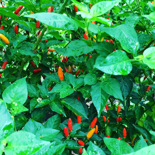 20 Hot Pepper Seeds, Vegetable Seeds for Indoor Outdoor Garden