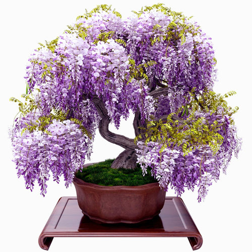 3 Purple Wisteria Trees Live Plants 6 to 12 Inch Height, Purple Wisteria Plant Live to Grow Your Garden, Wisteria Vine Live Plant, Fragrant Wisteria Flowers, in Pots
