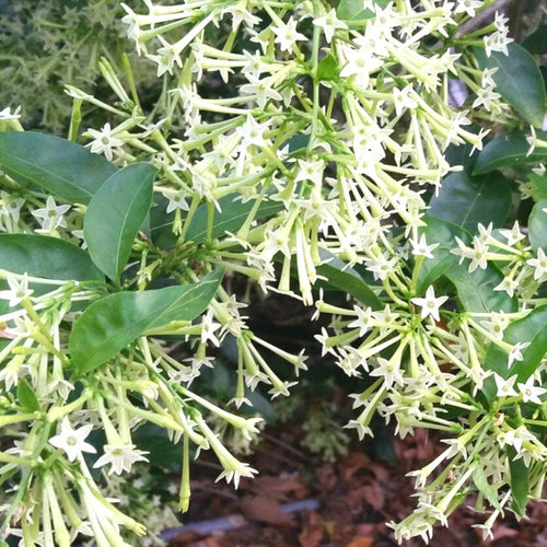2 Cestrum Nocturnum Plants Live, Night Blooming Jasmine Plants Live, 5 to 8 Inc Tall