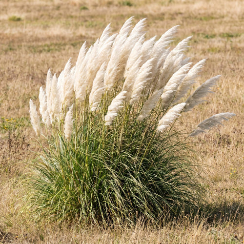 3 White Pampas Grass Plants Live, Hardy Ornamental Grass, Ready to Grow Pampas 4-8 Inches for Borders, Patios and Container Gardens