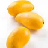 Julie Mango Tree Live Plant 2 Years Old, Sweet Mango Plant Live Ready to Plant, 1.5-2 Feet Tall, Edible Tropical Fruit for Zones 9-11 Outdoor Planting