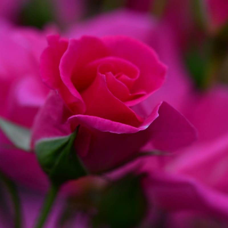 Deep Pink Climbing Roses Live Plants 7 Months Old, Rose Bushes Ready to Plant 5-9" Tall, Very Fragrant, Can Grow As Climber or Bush Tree or Trellises, Walls, Fences