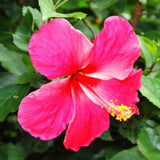 Hibiscus Flower Plant, Hibiscus Plants Live, Tropical Hibiscus Plant, Pink Hibiscus - Zone 10 to 12, Size 5 to 7 Inch Tall