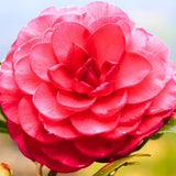 Live Red Camellia Plant in 4" Pot, Camellia Japonica 1 Year Old Seedling Outdoor Growing