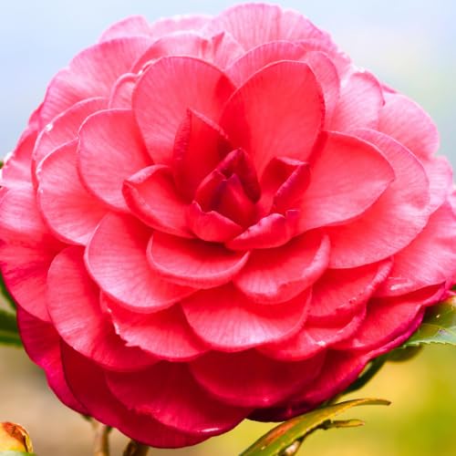 Live Red Camellia Plant in 4" Pot, Camellia Japonica 1 Year Old Seedling Outdoor Growing