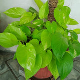 Neon Pothos Live Plant, 4-6" Tall Hanging Houseplant, Pothos Plant for Indoor Outdoors Garden, Live Houseplants Without Pot