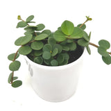 Hope Peperomia Live Plant in 4 Inch Pot, Peperomia Plant Live Potted, Easy-Care Houseplant, Vibrant Green Leaves for Indoor Gardens