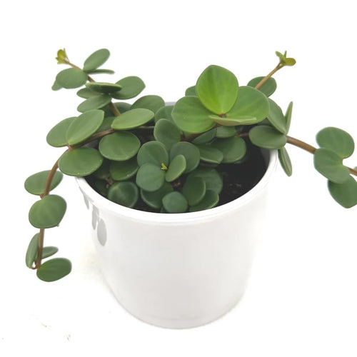 Hope Peperomia Live Plant in 4 Inch Pot, Peperomia Plant Live Potted, Easy-Care Houseplant, Vibrant Green Leaves for Indoor Gardens