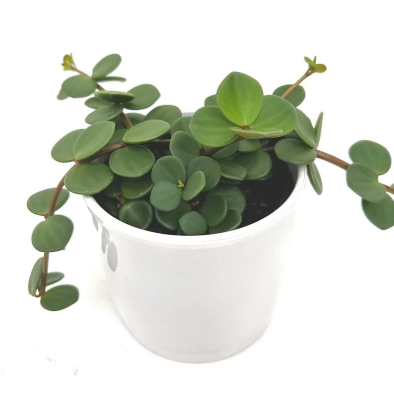 Hope Peperomia Live Plant in 4 Inch Pot, Peperomia Plant Live Potted, Easy-Care Houseplant, Vibrant Green Leaves for Indoor Gardens