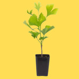 1 Year Old Ginkgo Tree Live Plant for Outdoor Growing, 6-8 Inches in Tall in 4" Pot