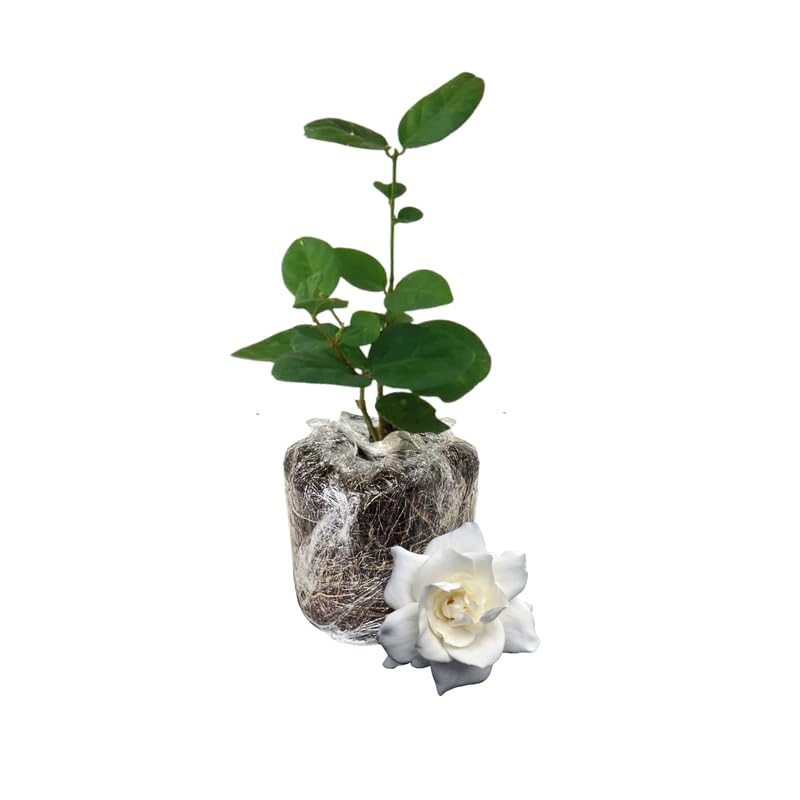 Jasmine Plant Live, Arabian Jasmine Flowering Vine Plant 4-9 Inch, Climbing Jasmines Well Rooted Houseplant Indoor Outdoor