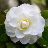 Live White Camellia Plant in 4" Pot, Camellia Japonica 1 Year Old Seedling Outdoor Growing