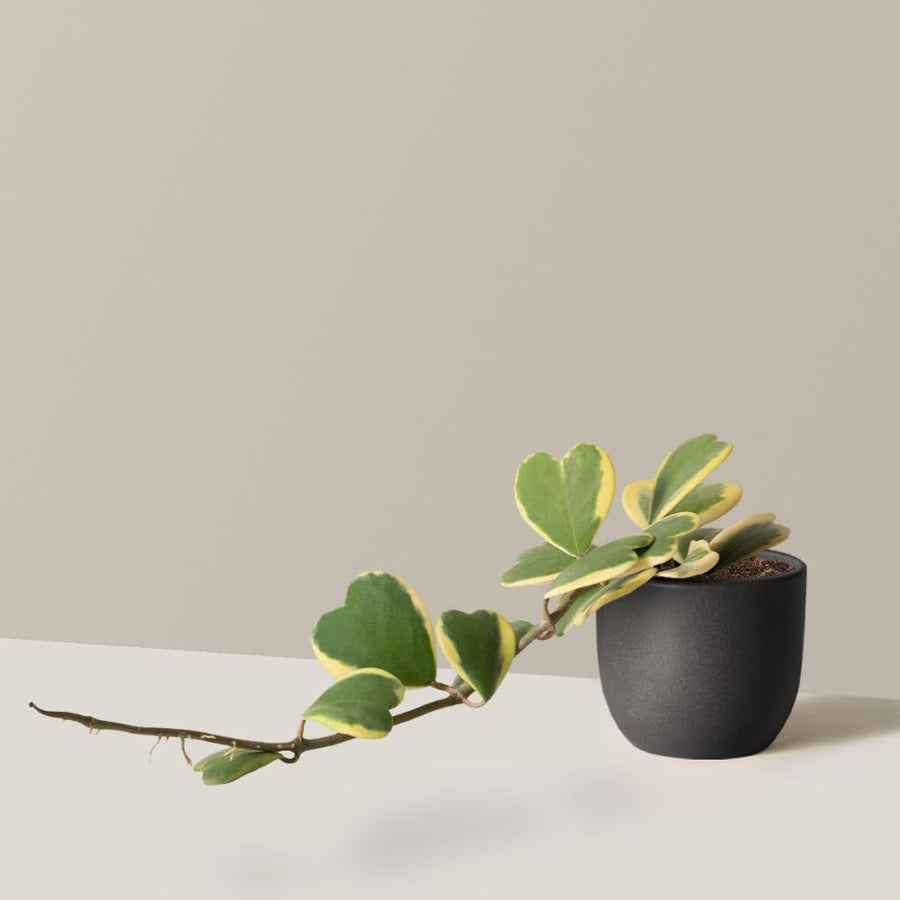 Hoya Plant Live, Variegated Kerri Hoya in 4'' Pot, Rare Heart-Shaped Succulent Vine with Cream and Green Leaves, Live Indoor Houseplant