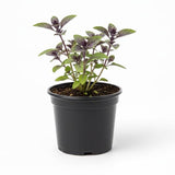 African Blue Basil Plant Live, 4 to 6 Inch Tall Herb Plant, Fragrant Leaves Basils Live Plants Potted