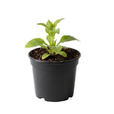 Foxglove Plants Live in 3 Inch Pot - 6 Pots Hardy Foxglove Plants Potted for Planting Outdoor Garden