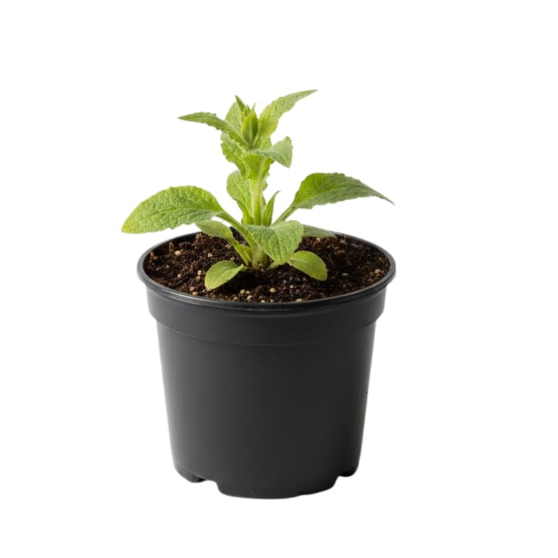 Foxglove Plants Live in 3 Inch Pot - 6 Pots Hardy Foxglove Plants Potted for Planting Outdoor Garden