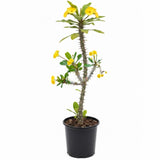 Yellow Crown of Thorns Plant Live, Euphorbia Milii Flowering Succulent Live Plant, 1 Feet Tall, Large Blooms