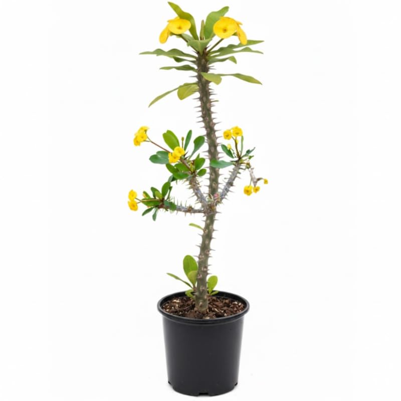 Yellow Crown of Thorns Plant Live, Euphorbia Milii Flowering Succulent Live Plant, 1 Feet Tall, Large Blooms