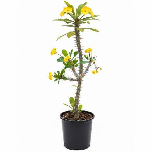 Yellow Crown of Thorns Plant Live, Euphorbia Milii Flowering Succulent Live Plant, 1 Feet Tall, Large Blooms