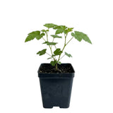 Thimbleberry Raspberry Plant Live, Thimbleberry Live Plant, 4 Inches Pot, 3-5 Inches Tall, Sweet Red Summer Fruit for Containers and Outdoor Gardens