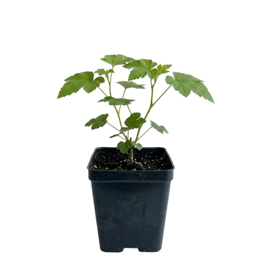Thimbleberry Raspberry Plant Live, Thimbleberry Live Plant, 4 Inches Pot, 3-5 Inches Tall, Sweet Red Summer Fruit for Containers and Outdoor Gardens
