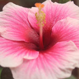 Hibiscus Flower Plant, Hibiscus Plants Live, Tropical Hibiscus Plant, Pink Hibiscus - Zone 10 to 12, Size 5 to 7 Inch Tall