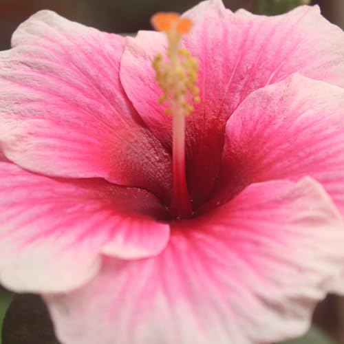 Hibiscus Flower Plant, Hibiscus Plants Live, Tropical Hibiscus Plant, Pink Hibiscus - Zone 10 to 12, Size 5 to 7 Inch Tall