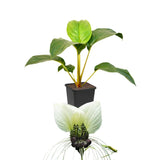 Bat Orchird Tacca Chantrieri Houseplant, Assorted Bat Flower Live Plant, Indoor Outdoor 5-9 Inches Tall