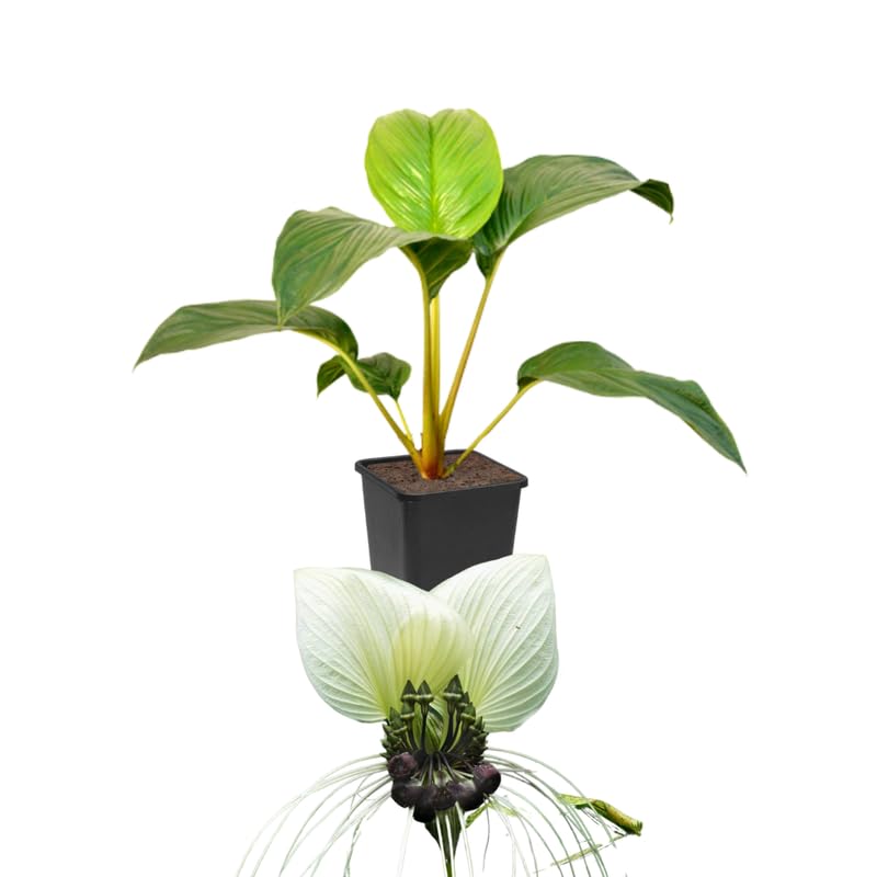 Bat Orchird Tacca Chantrieri Houseplant, Assorted Bat Flower Live Plant, Indoor Outdoor 5-9 Inches Tall