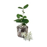 Tropical Double Jasmine Plant Live, Arabian Jasmine Flowering Vine Plant 4-9 Inch, Climbing Jasmines Well Rooted Houseplant Indoor Outdoor