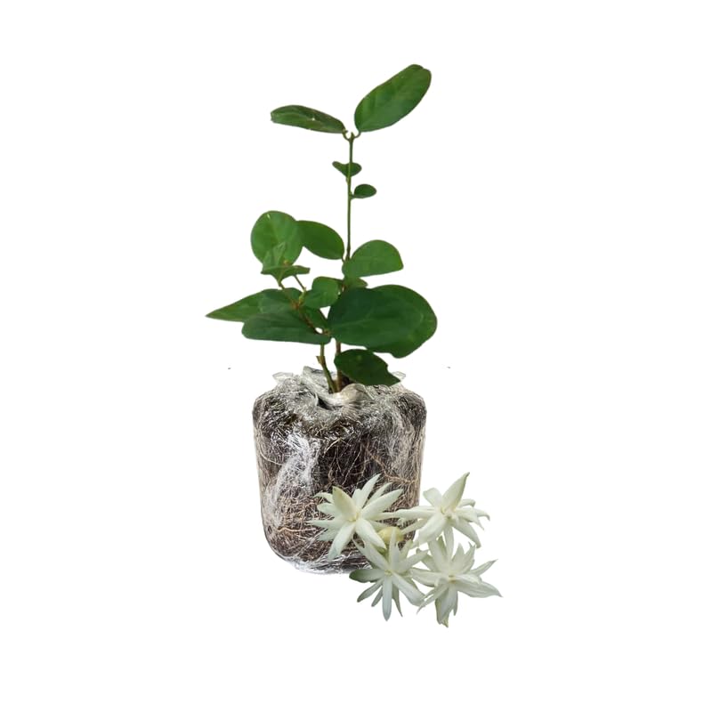 Tropical Double Jasmine Plant Live, Arabian Jasmine Flowering Vine Plant 4-9 Inch, Climbing Jasmines Well Rooted Houseplant Indoor Outdoor