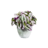 3 Mixed Wandering Jew Live Plants 3-5 Inches, Tradescantia Indoor Plants, Colorful Trailing Houseplant Potted