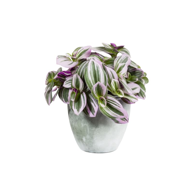 3 Mixed Wandering Jew Live Plants 3-5 Inches, Tradescantia Indoor Plants, Colorful Trailing Houseplant Potted