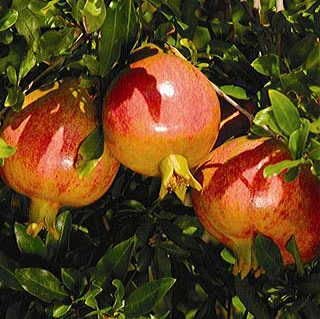 Sweet Pomegranate Tree Live Plant, 10-12" Tall, Wonderful Pomegranate Tree, Zone 8 to 11, Well Rooted