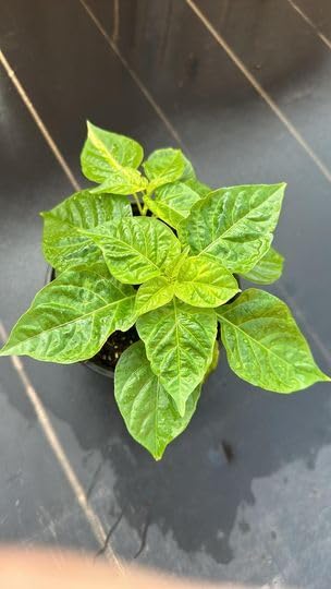 Set 2 Orange Habanero Pepper Plants Live, 90 Days Old Pepper, World Hottest Pepper Plants, No Pot