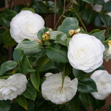 Live White Camellia Plant in 4" Pot, Camellia Japonica 1 Year Old Seedling Outdoor Growing