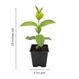 White Guava Tree Live Plant, Guava Plant Live, 8 to 10 Inches Tall, Sweet Tropical Fruit Tree for Indoor Outdoor Growing