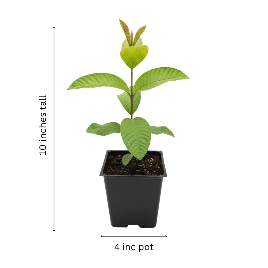 White Guava Tree Live Plant, Guava Plant Live, 8 to 10 Inches Tall, Sweet Tropical Fruit Tree for Indoor Outdoor Growing
