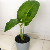 Green Colocasia Plants, 3-6" Elephant Ear Esculenta Taro Alocasia Live Plant for Outdoor Planting, Alocasia Plants Bare Root, No Pot, Live Colocasia Houseplant
