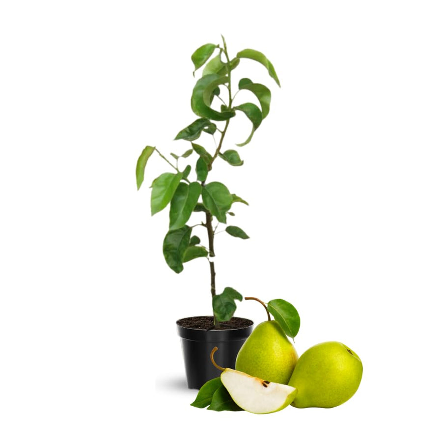 Pear Tree Live Plant, Live Pear Plant Tree, 2 to 3 Feet Tall, Pear Live Plant, Pear Tree Plant for Garden, Sweet Fruit Plant Indoor