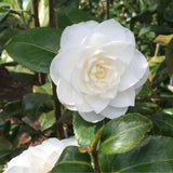 Live White Camellia Plant in 4" Pot, Camellia Japonica 1 Year Old Seedling Outdoor Growing