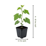 2 Loofah Plants Live, Luffa Plant Live, 4-8 Inc, 4 Inc Pot, Luffa Live Plant for Backyard Vegetable Garden